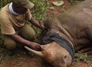 dr william fowlds vet removes splinter from rhino
