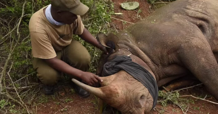 rhino-rescue-vet-splinter dr william fowlds vet removes splinter from rhino