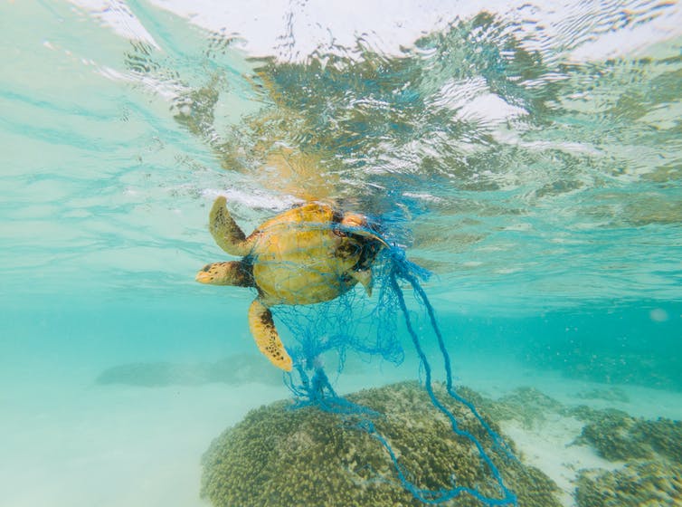 plastic items that most kill whales, dolphins, turtles and seabirds