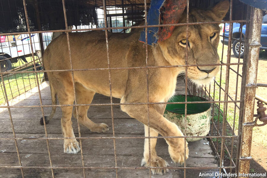 Caged lion Sasha rescued