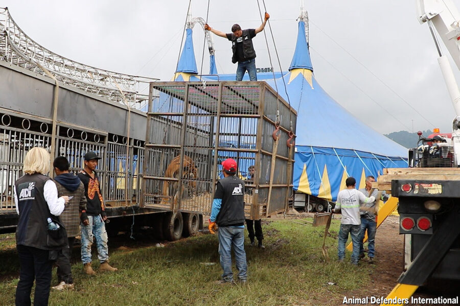 animals rescued from circus