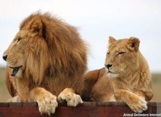 Rescued circus lions Tarzan and Tanya