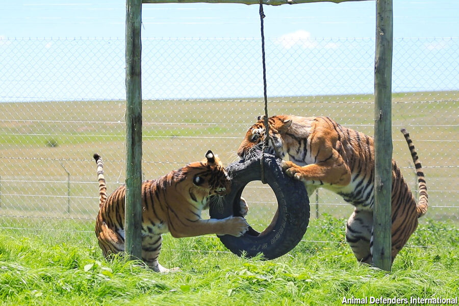 Rescued tigers Sasha and Kumal play tyre