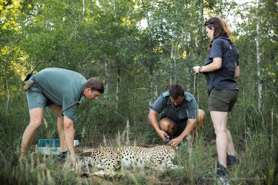wildlife acts