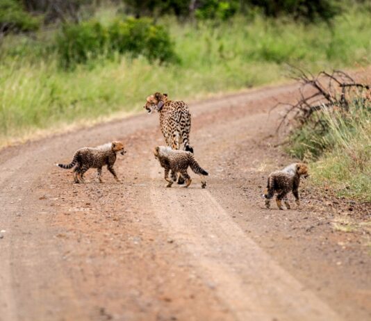 wildlife act
