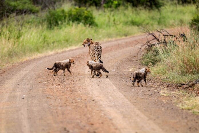 Female cheetah (CF23) and her three new cubs (Photo by Jarryd Foster of Wildlife ACT) wildlife act
