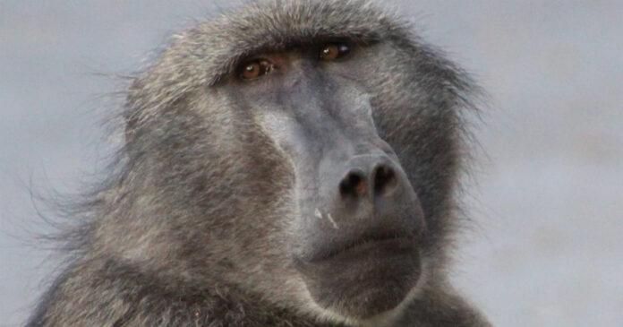 Cape Town's Famous Baboon Kataza May Be Relocated to Limpopo