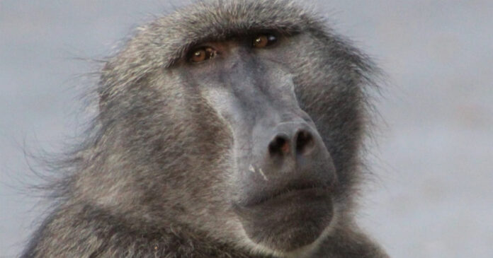Kataza-cape-town-baboon Cape Town's Famous Baboon Kataza May Be Relocated to Limpopo