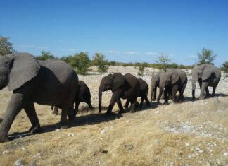 Namibia selling wild elephants Don-Pinnock
