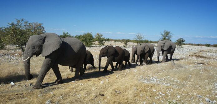 Namibia selling wild elephants Don-Pinnock Namibia selling wild elephants Don-Pinnock