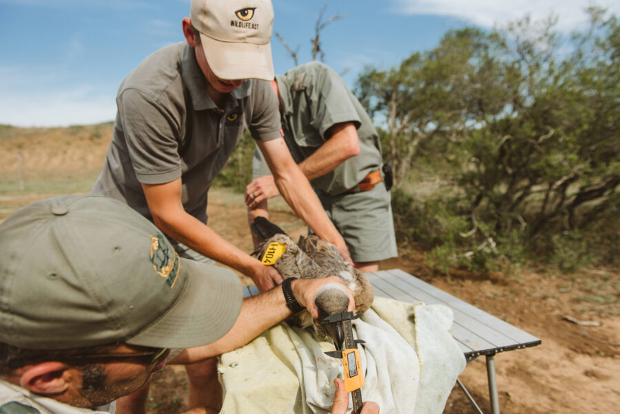 Vulture-tagging-process-by-Wildlife-ACT-and-Ezemvelo-KZN-Wildlife