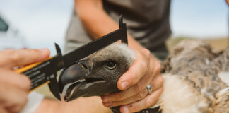 Critically Endangered Vulture Poisoned in Zululand