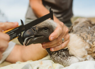 Critically Endangered Vulture Poisoned in Zululand