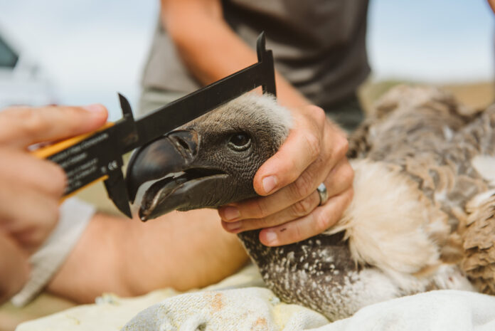 Vulture work by Wildlife ACT - Photo by Love Africa Marketing_ Casey Pratt Critically Endangered Vulture Poisoned in Zululand