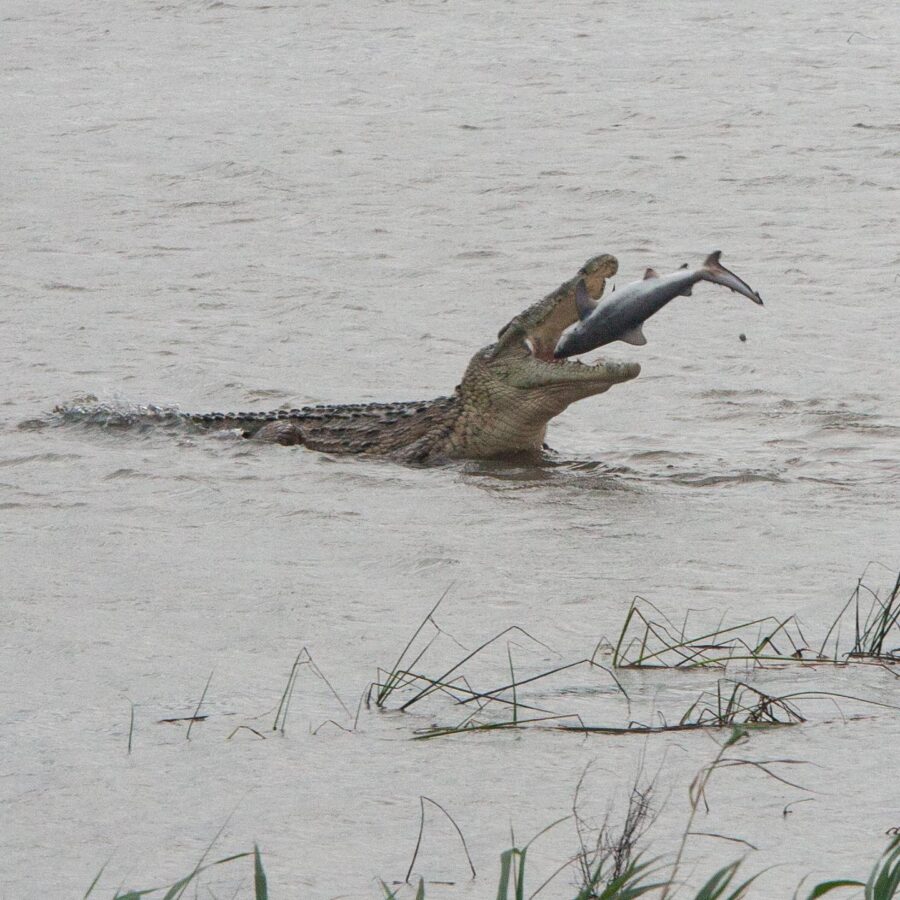 crocodile eats shark south africa st lucia estuary