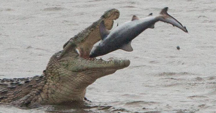 crocodile-eats-sharks-South-Africa-th crocodile eats shark south africa st lucia
