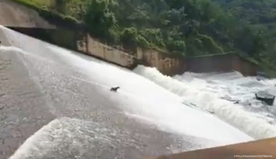 dog-slipping-down-dam-wall
