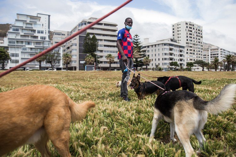 dog walker cape town