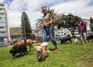 dog walkers cape town gup