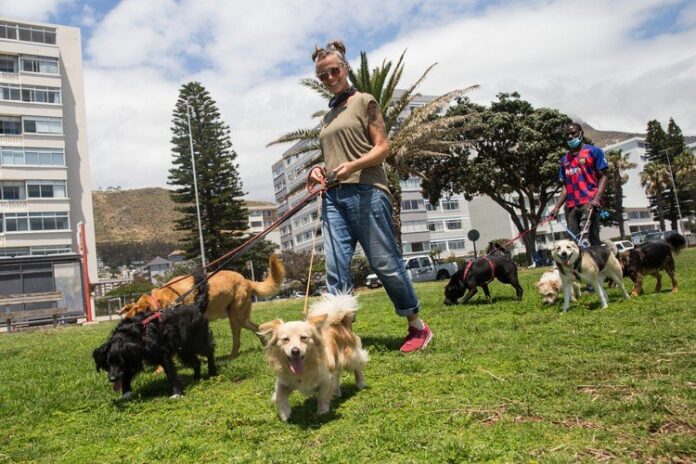 dog walkers cape town gup dog walkers cape town gup