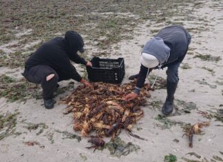 elands bay crayfish red tide