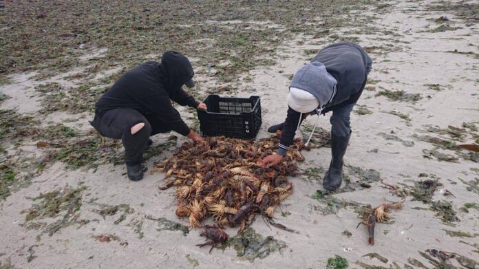 elands bay crayfish red tide elands bay crayfish red tide