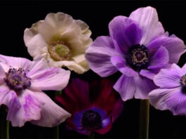 floral fireworks video new year