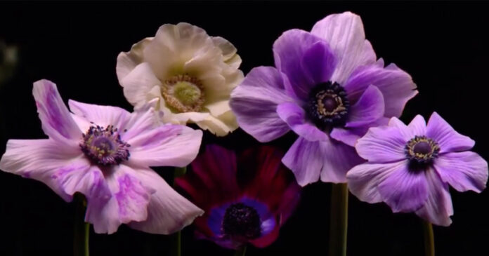 floral-fireworks floral fireworks video new year
