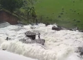 gardener-brave-rescue-of-dog-kzn