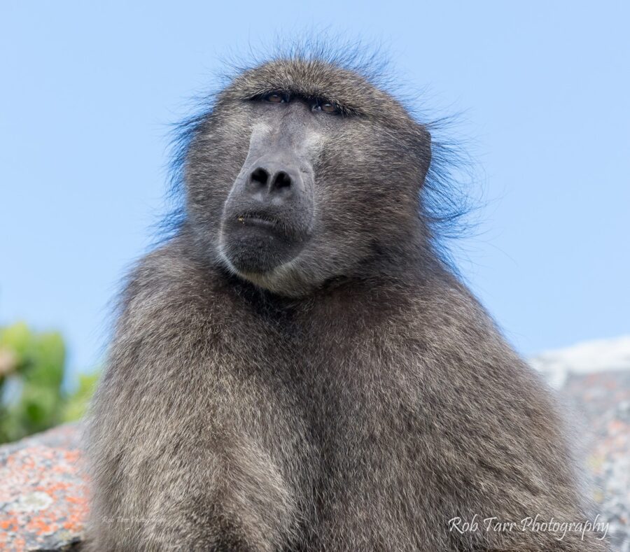 kataza baboon