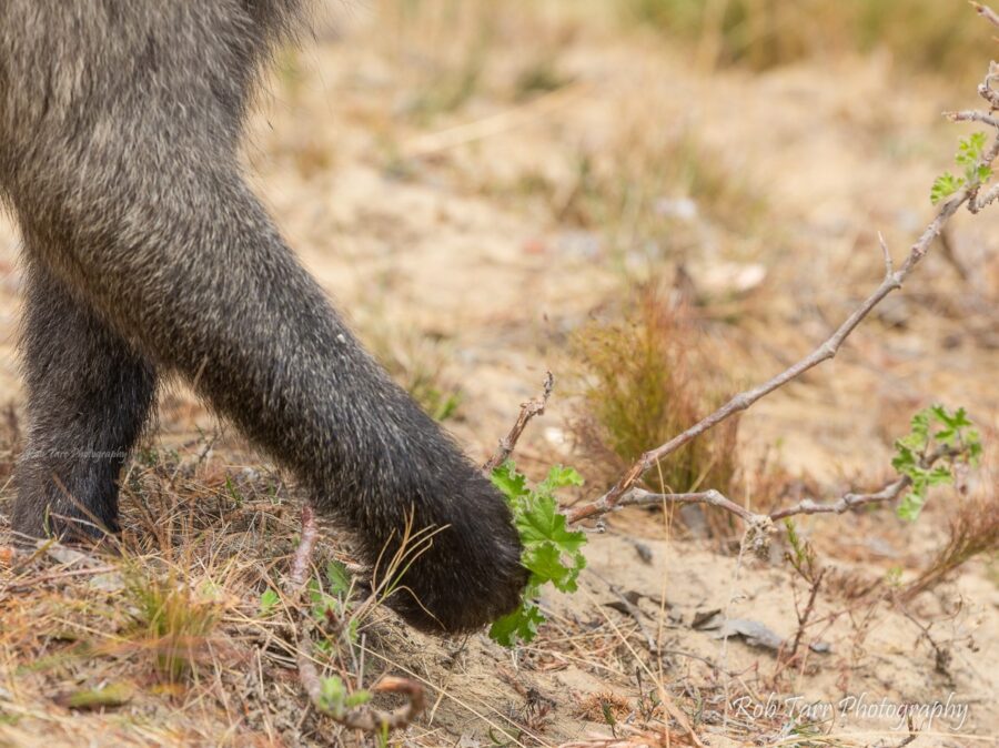 kataza baboon