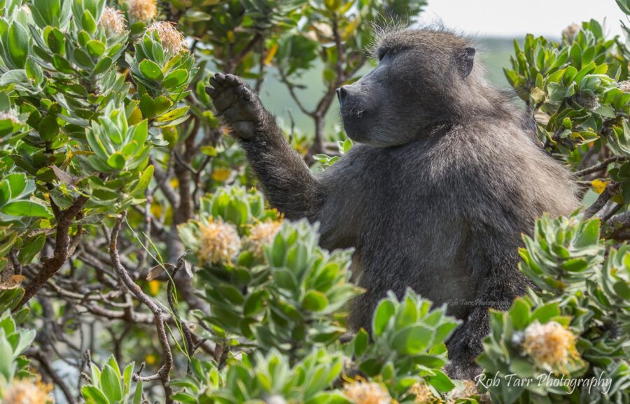 kataza baboon