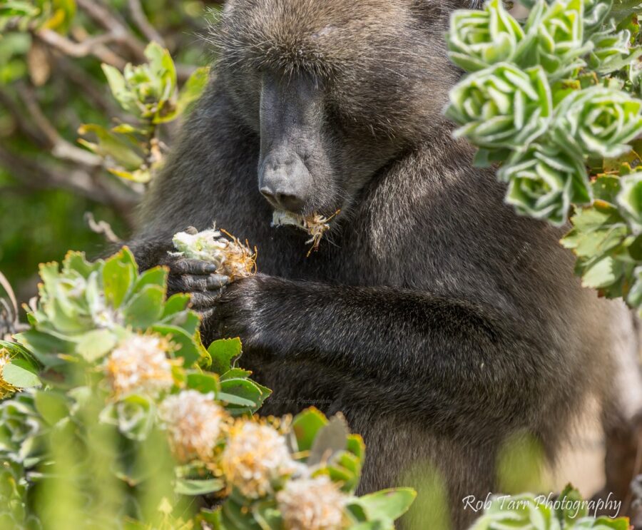 kataza baboon