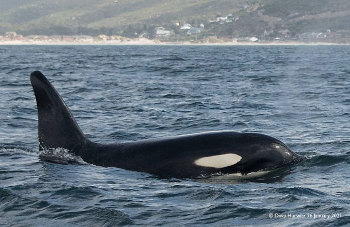 killer whale acoustic recording south africa
