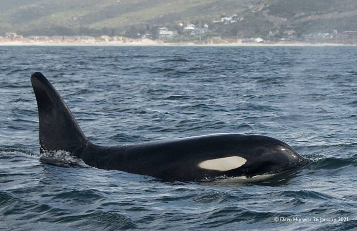 killer whale killer whale acoustic recording south africa