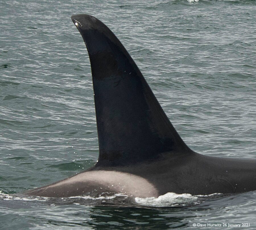 Killer Whale Fish Hoek