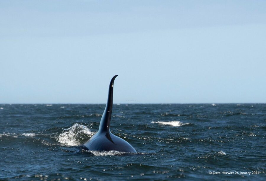 killer whale south africa
