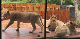 lions on the patio hoedspruit house