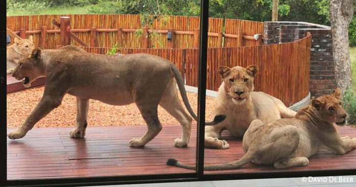 lions-at-private-home-south-africa lions on the patio hoedspruit house