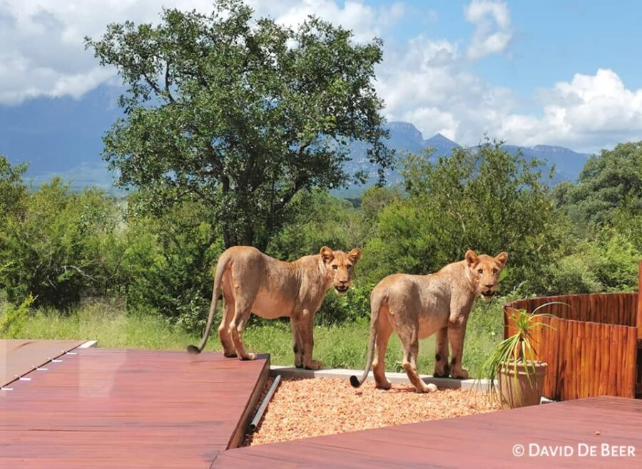 lions in garden south africa