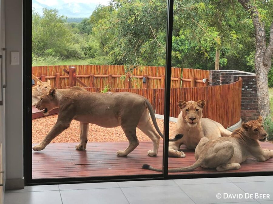 lions on the patio hoedspruit house
