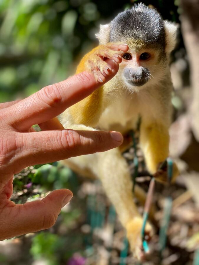 monkey park