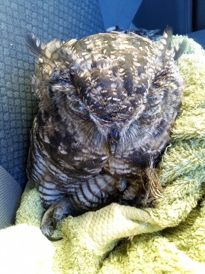 owl rescue oudtshoorn