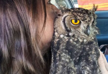 owl-rescue-oudtshoorn