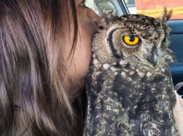 owl-rescue-oudtshoorn
