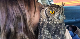 owl-rescue-oudtshoorn