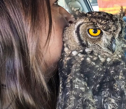 owl-rescue-oudtshoorn