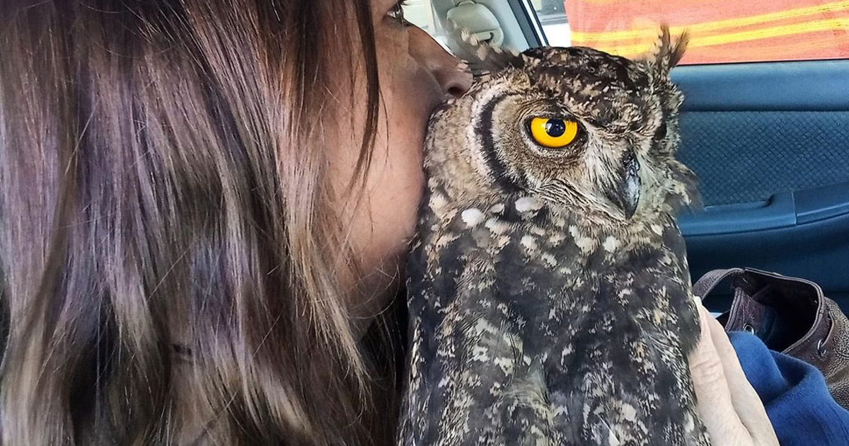 owl-rescue-oudtshoorn