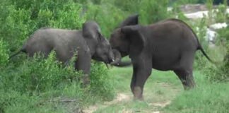 safari-guide-new-year-video-message