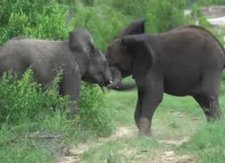 safari-guide-new-year-video-message